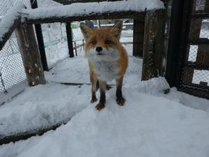 キツネ