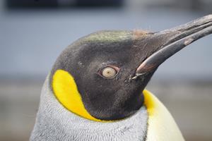 キングペンギン
