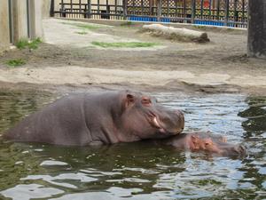 カバの水中交尾行動