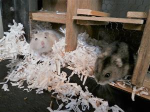 はこぶ