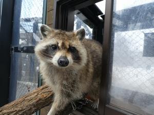 アライグマ