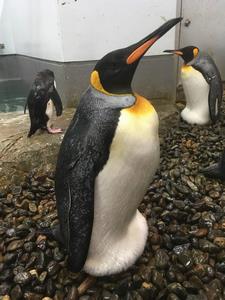 キングペンギン