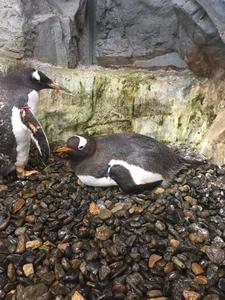 ジェンツーペンギン