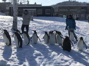 キングペンギンのヒナ