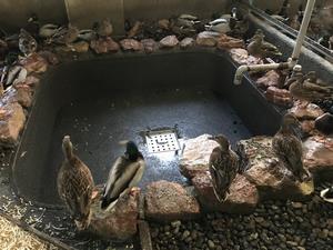 プールのふちで