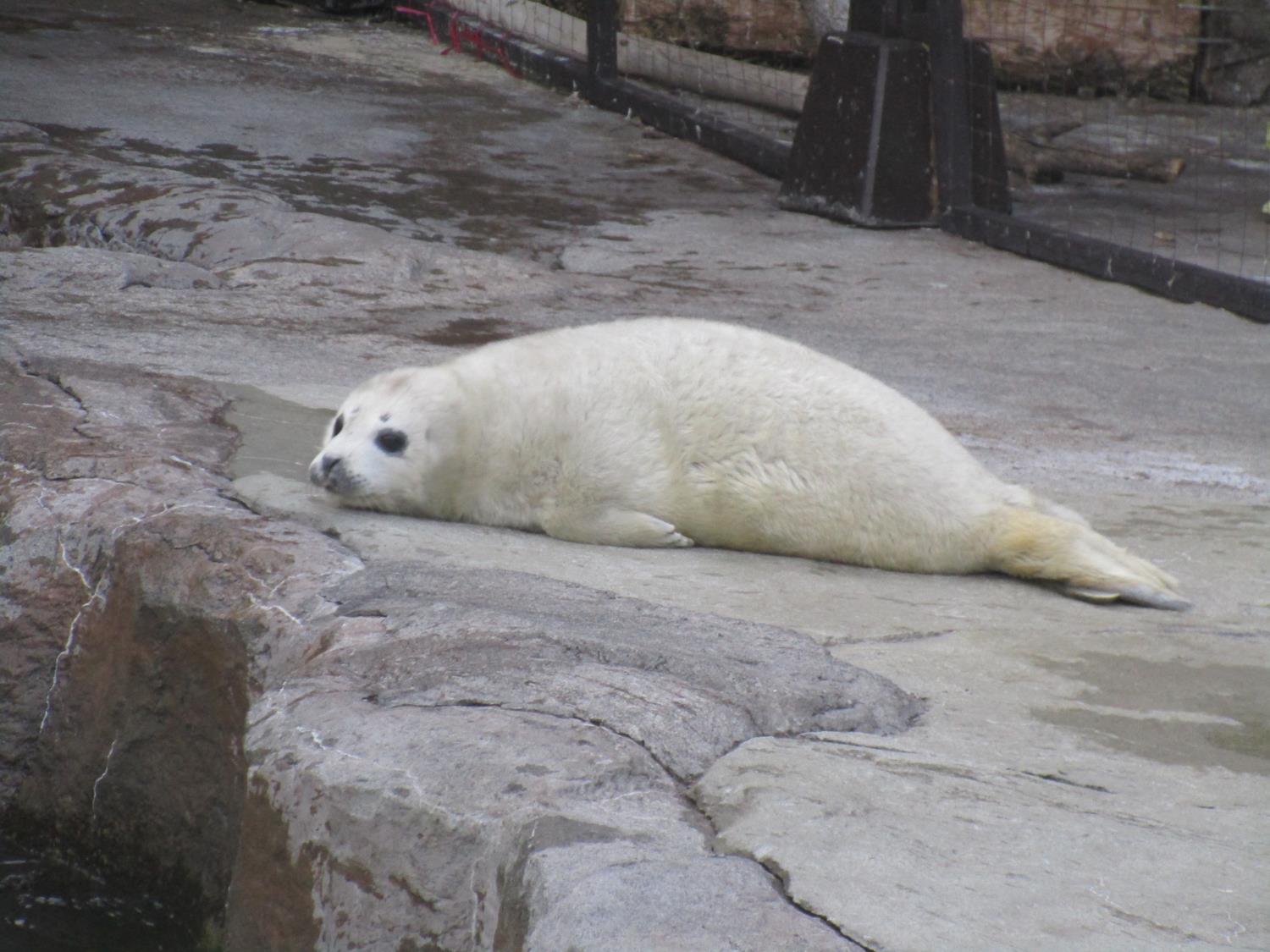激レア　あさひやま動物園　まめゴマ 平成レトロ レア商品 あさひやま動物園 まめゴマ6連ストラップ