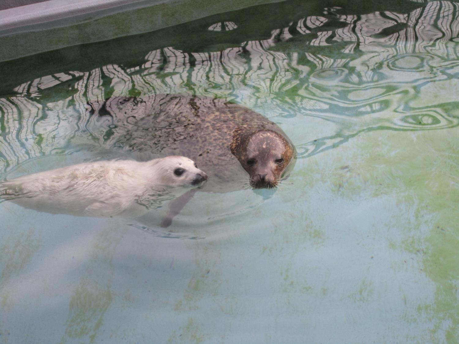 旭川市 旭山動物園 【ゴマフアザラシ3頭の出産と仔1頭の死亡について】