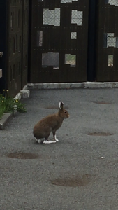 出没したユキエウサギ