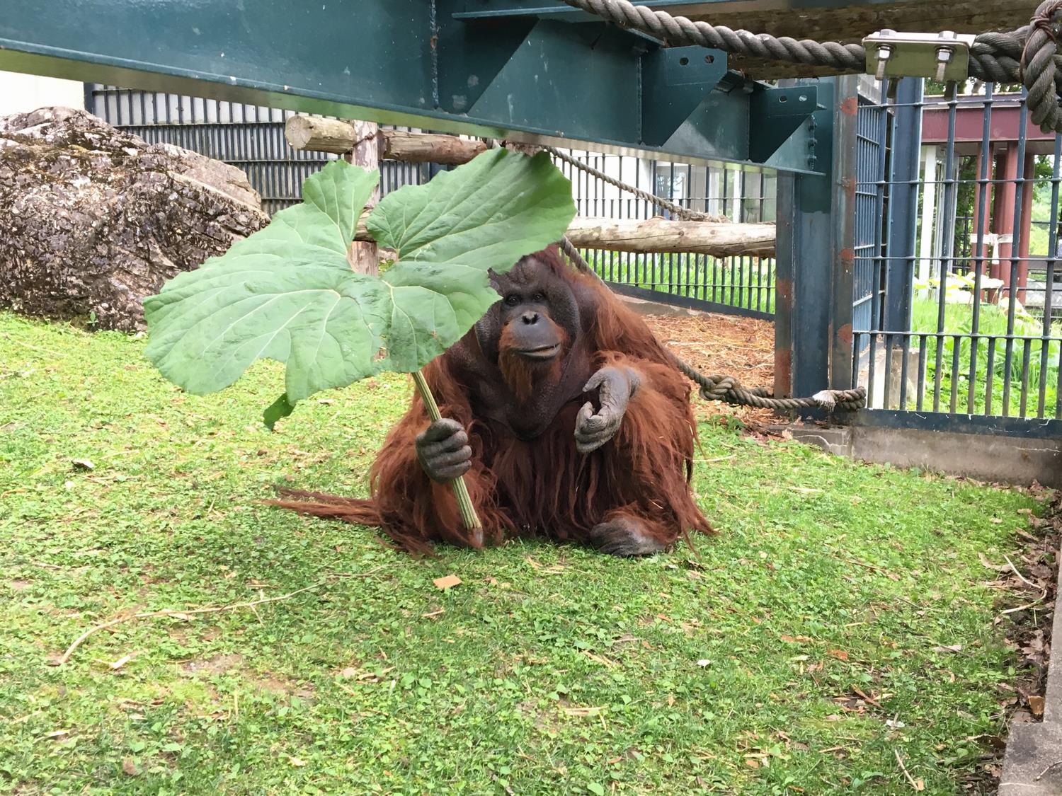 旭川市 旭山動物園 【傘なのか餌なのか】