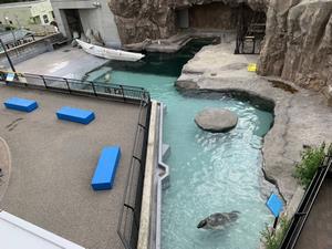きれいになったプール