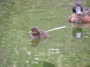 ととりの村でふかしたヒナ
