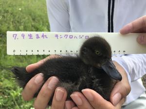 大きくなったヒナ