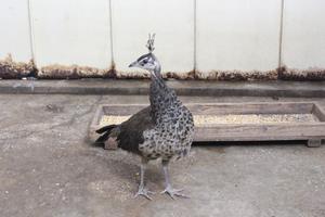 今のヒナ