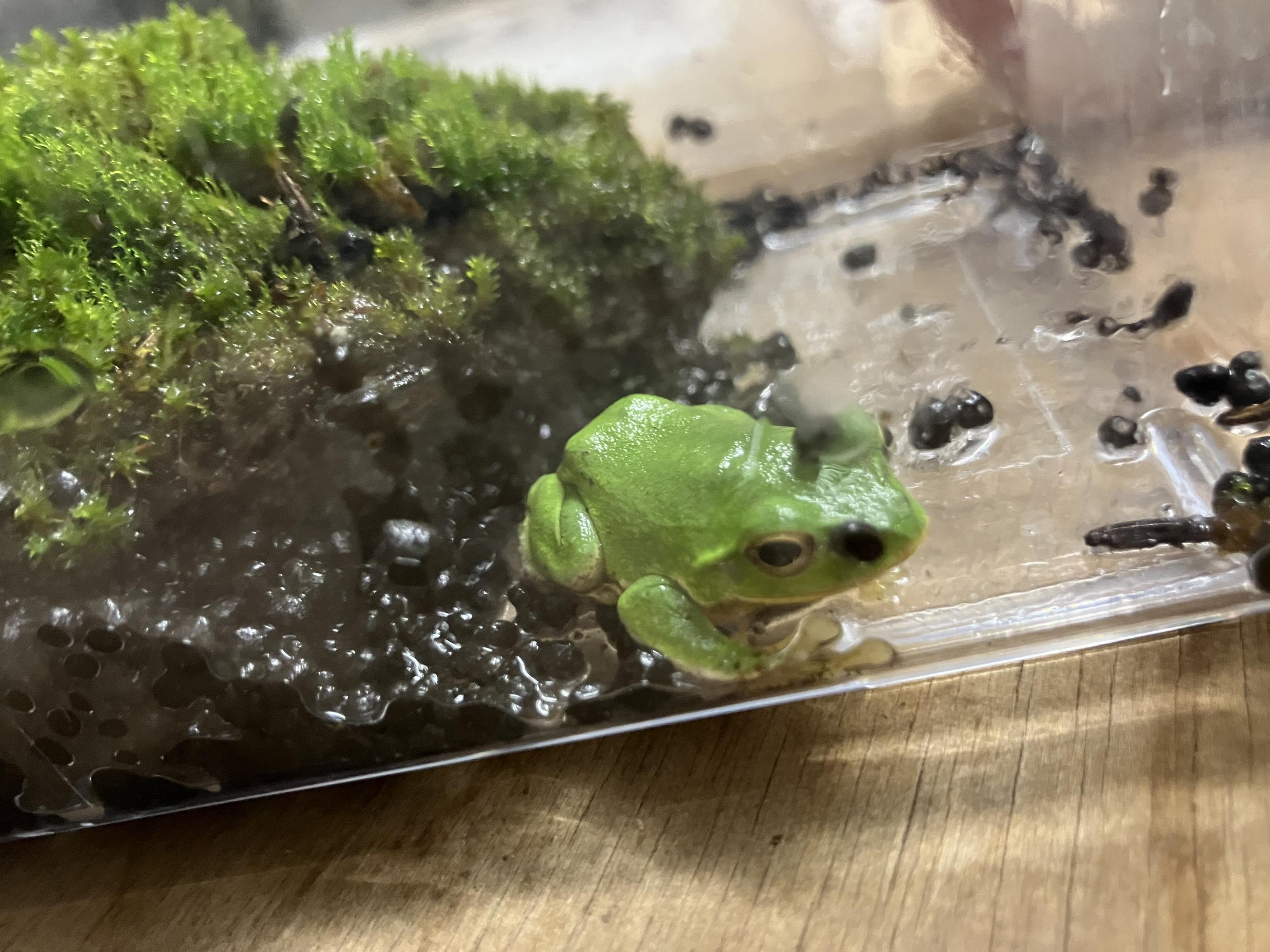 サムネ
