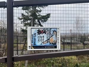 キタキツネ