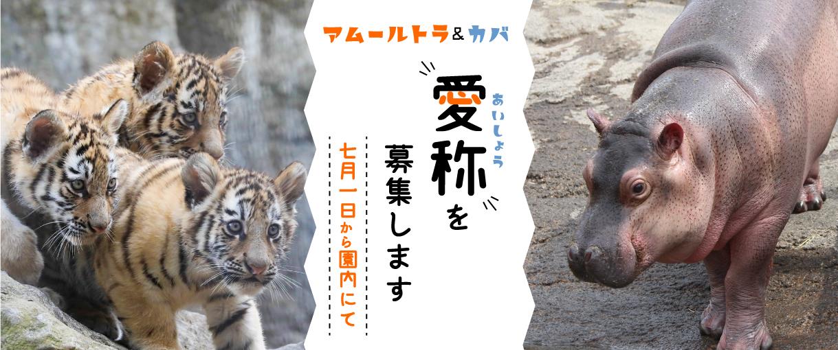 募集