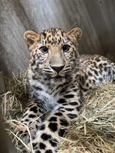 アムールヒョウ子ども