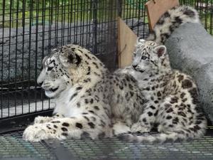 ユキヒョウ