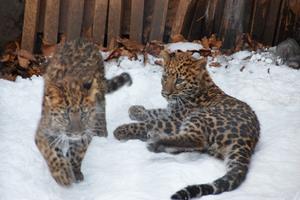 ユキヒョウ