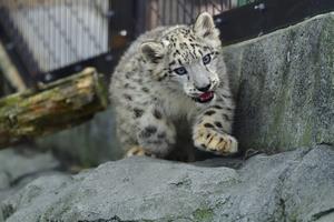 ユキヒョウ