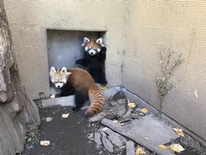 レッサーパンダの子ども