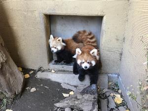 レッサーパンダの子ども外