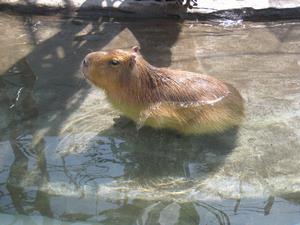 カピバラ