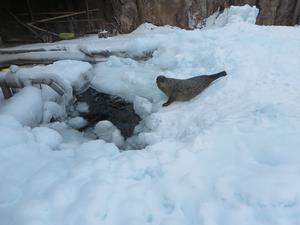 流氷ひろば