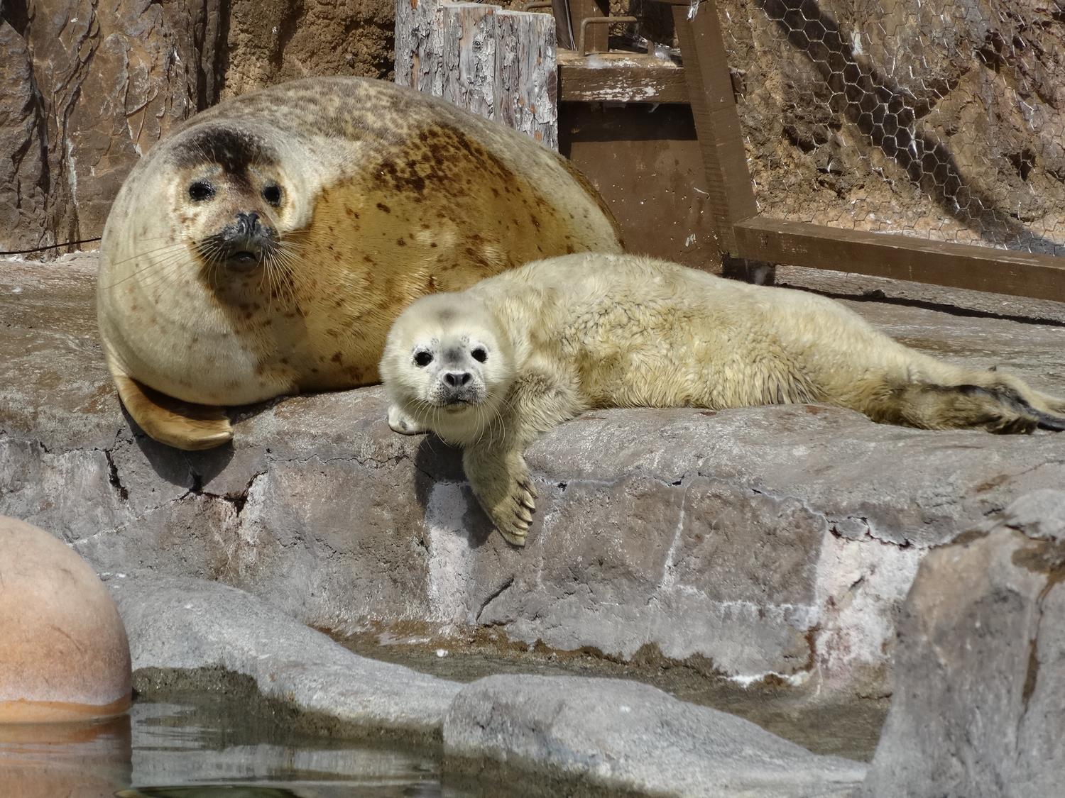 激レア　あさひやま動物園　まめゴマ 激レア あさひやま動物園 まめゴマ