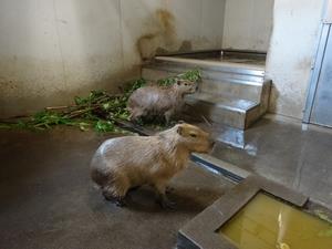 来園したカピバラ