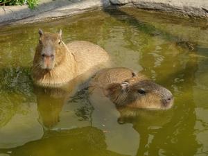 カピバラ外