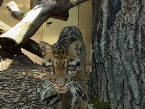 ウンピョウ