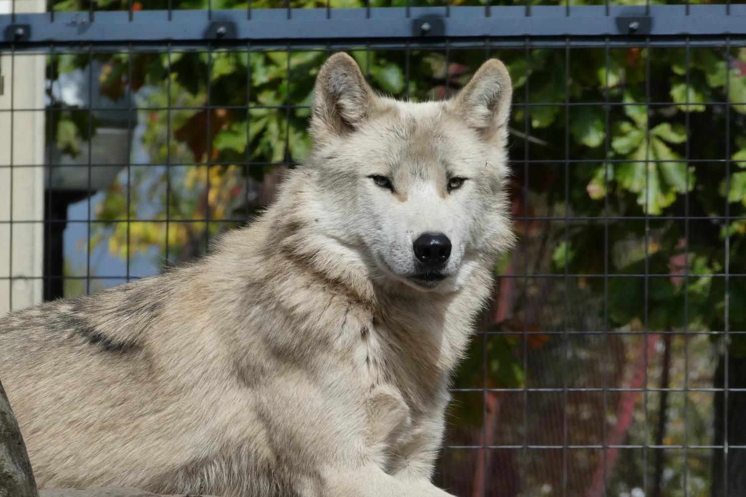 旭川市 旭山動物園 シンリンオオカミの「フミ」が引っ越しをします