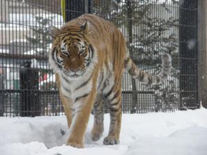 アムールトラのん