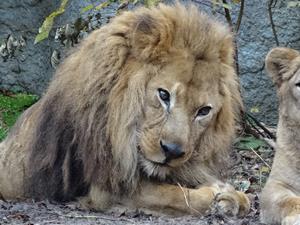 ライオンのライラ