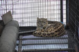 ユキヒョウのリヒト