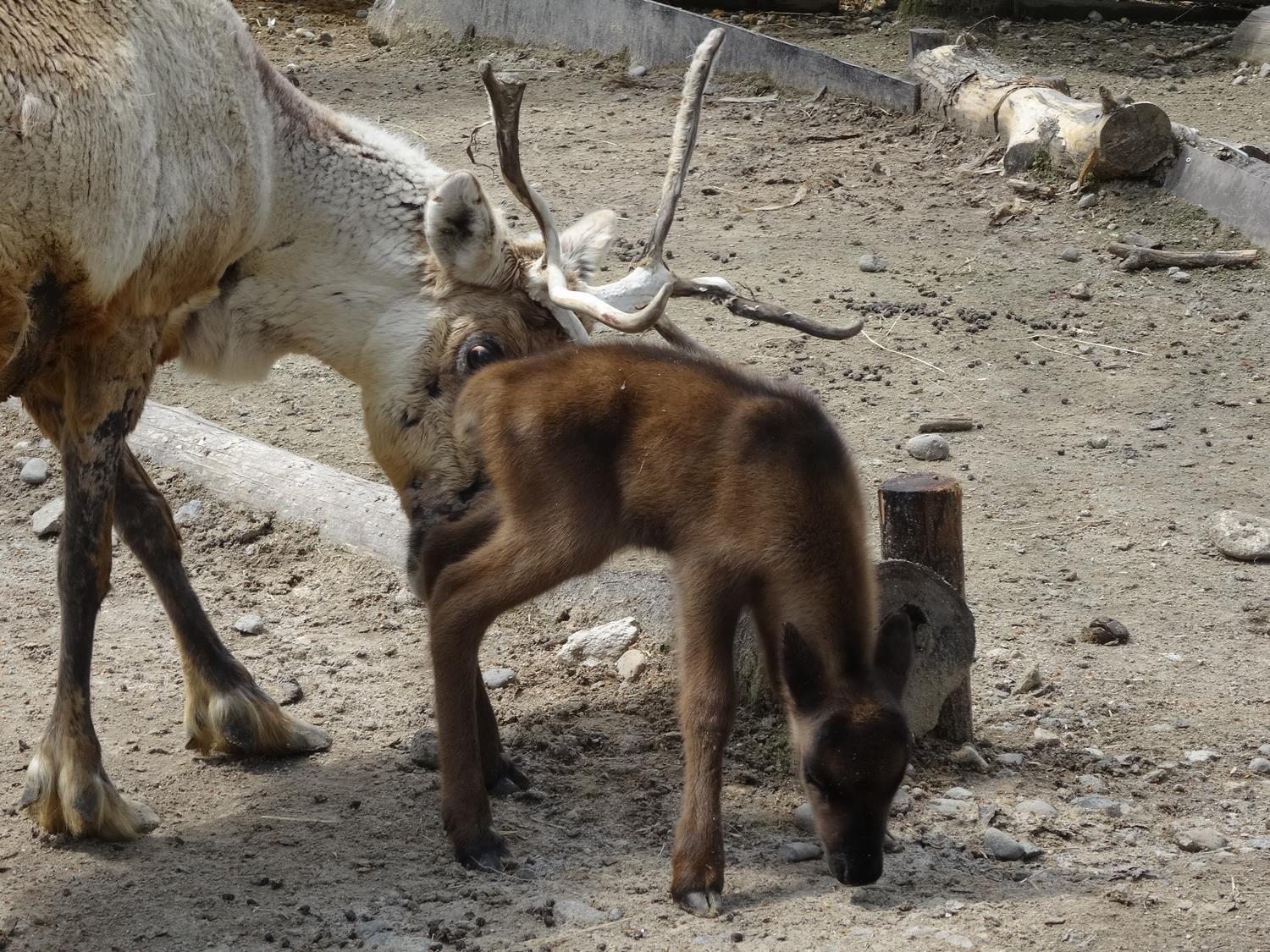 旭川市 旭山動物園 トナカイが出産しました
