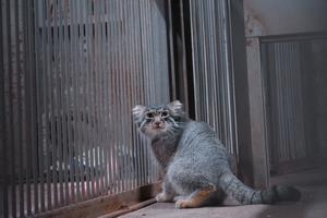 マヌルネコ