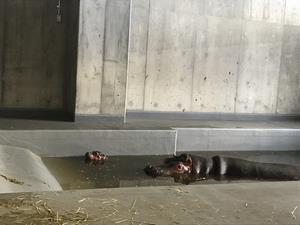 カバの親子