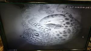 ユキヒョウ1