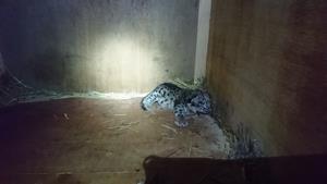 ユキヒョウ2