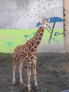 アミメキリン永友
