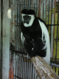 アビシニアコロブス