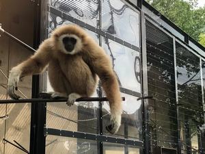 テナガこだま