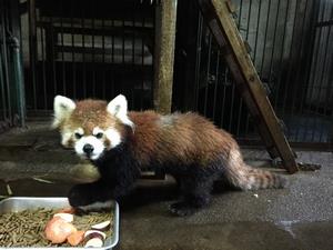レッサー