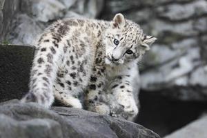 ユキヒョウこども