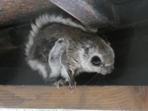 ももんが