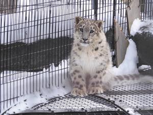 ユキヒョウの子ども