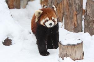レッサーパンダプーアル