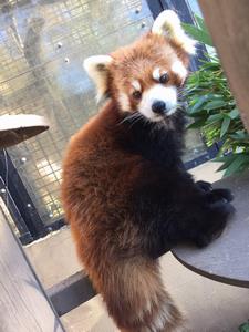 レッサーパンダ糸糸